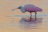 Roseate Spoonbill At Sunrise_4486